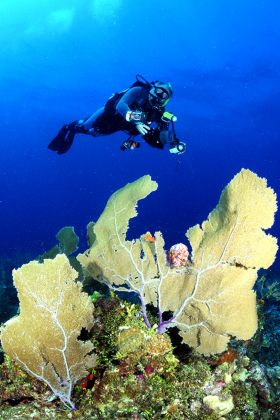 Ambergris Caye scuba diving – Best Places In The World To Retire – International Living